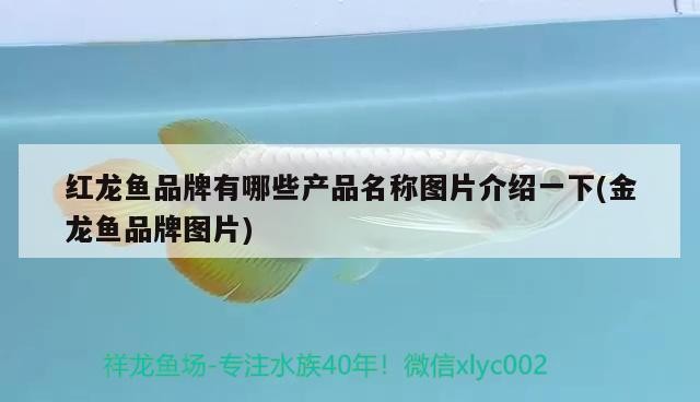 龍魚虎魚水溫多少度：龍魚虎魚水溫多少度可以繁殖