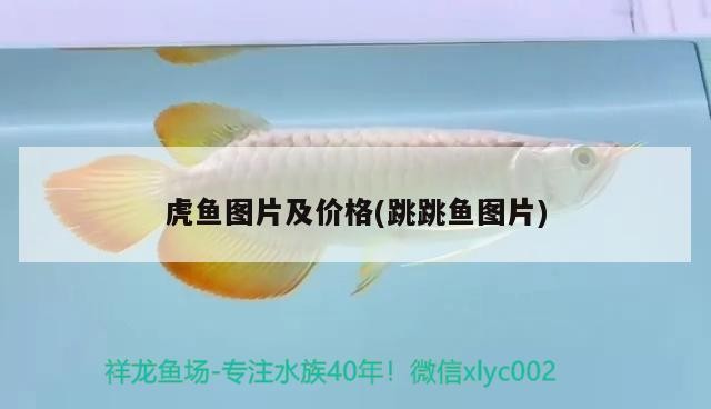 虎魚圖片及價格(跳跳魚圖片)