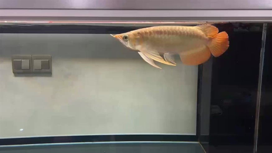 以后就只專注養你一個了