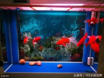 大魚水族魚缸養(yǎng)什么魚好看呢：養(yǎng)魚不僅可以作為一種裝飾，也可以作為一種裝飾，美化家居環(huán)境