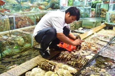 大魚缸哪里買好用：大型魚缸的養護技巧