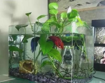 大魚缸養小魚用不用打氧氣：如何判斷魚缸是否需要打氧