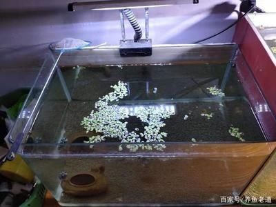 大魚缸養小魚用不用打氧氣：如何判斷魚缸是否需要打氧