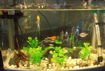 財位上擺魚缸好嗎：魚缸擺放位置的歷史淵源