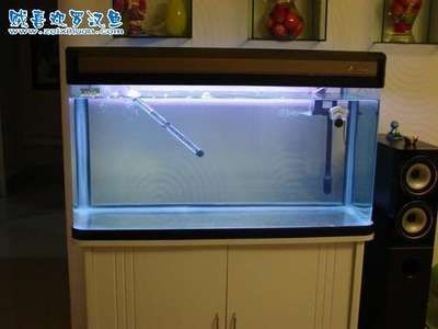 大魚缸如何養魚