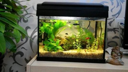 白化虎魚多少錢(白化虎魚怎么回事)