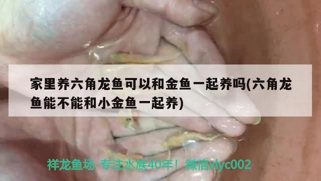 刀嘜金龍魚(銀龍魚是刀魚嗎)