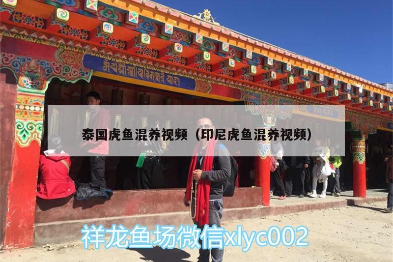 泰國虎魚混養視頻（印尼虎魚混養視頻）