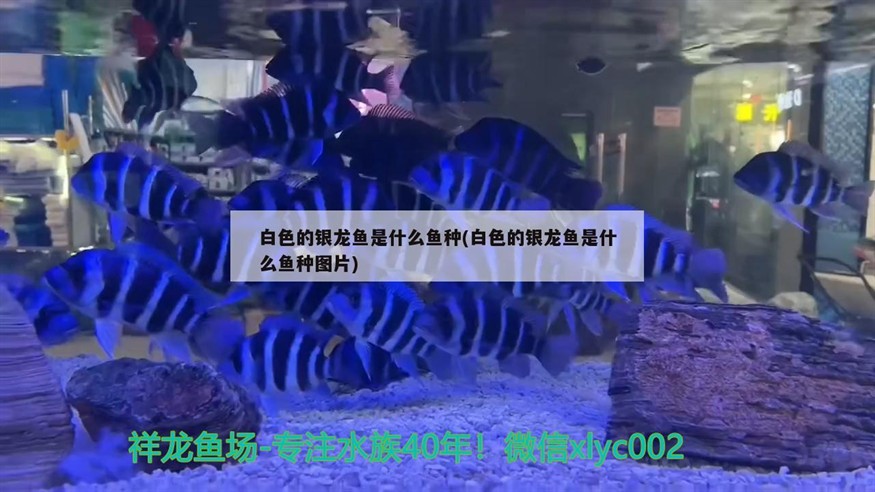 白色的銀龍魚是什么魚種(白色的銀龍魚是什么魚種圖片)白色銀龍魚，一種罕見且美麗的