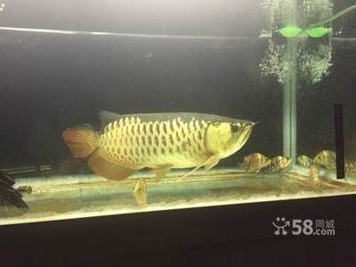 大龍觀賞魚，龍觀賞魚，海洋中的優(yōu)雅舞者