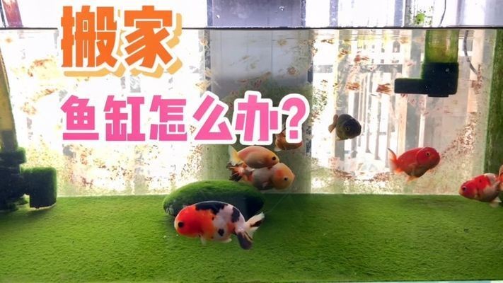 搬家怎么搬魚缸：魚缸搬運步驟和注意事項，必看，魚缸搬運全攻略與注意事項 搬家怎么搬魚缸：魚缸搬運步驟和注意事項，必看，魚缸搬運全攻略與注意事項 魚缸百科 第1張