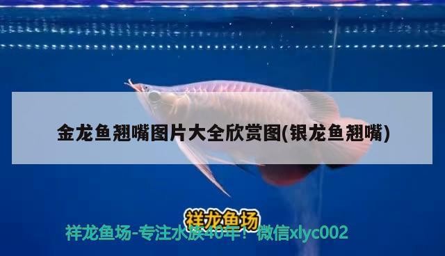 金龍魚(yú)翹嘴圖片大全欣賞圖(銀龍魚(yú)翹嘴)龍魚(yú)翹嘴圖片大全，銀龍魚(yú)翹嘴的迷人 金龍魚(yú)翹嘴圖片大全欣賞圖(銀龍魚(yú)翹嘴)龍魚(yú)翹嘴圖片大全，銀龍魚(yú)翹嘴的迷人 銀龍魚(yú)百科