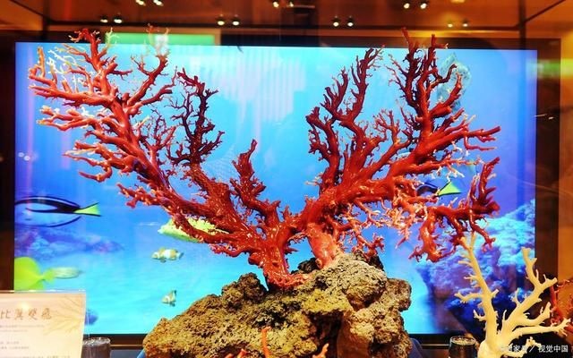 斗魚缸造景用什么底沙好看又實惠：斗魚缸造景底沙的選擇，魚缸造景，探索經濟實惠又美觀
