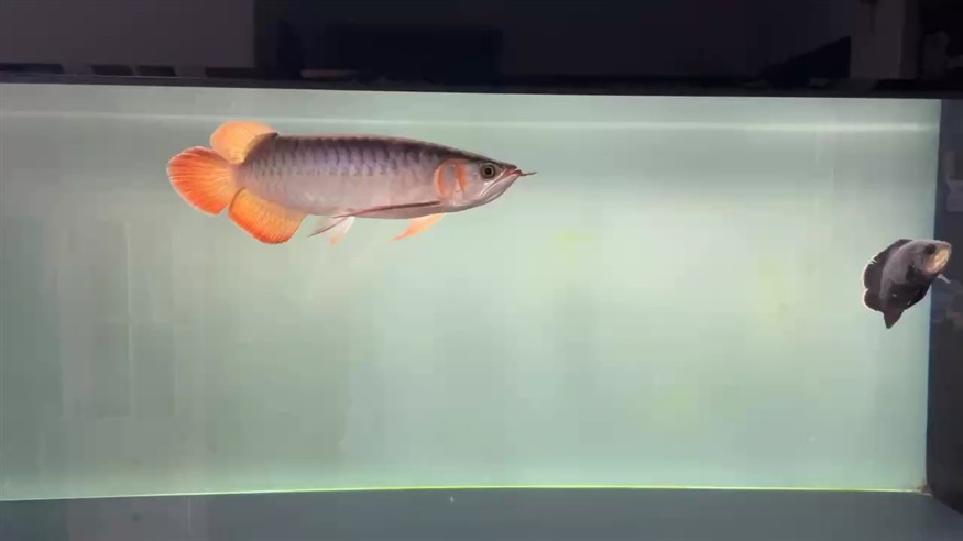 金龍魚香油有哪些添加成分？（金龍魚芝麻香油的主要成分是什么？）