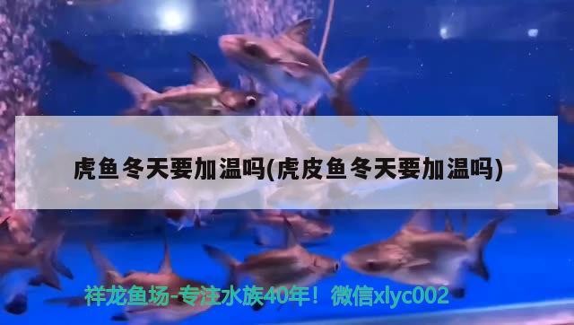 虎魚冬天要加溫嗎(虎皮魚冬天要加溫嗎)魚冬季加溫指南，確保溫暖過 虎魚冬天要加溫嗎(虎皮魚冬天要加溫嗎)魚冬季加溫指南，確保溫暖過 虎魚百科