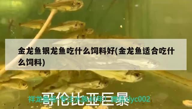 金龍魚銀龍魚吃什么飼料好(金龍魚適合吃什么飼料)龍魚銀龍魚的完美飼料選擇