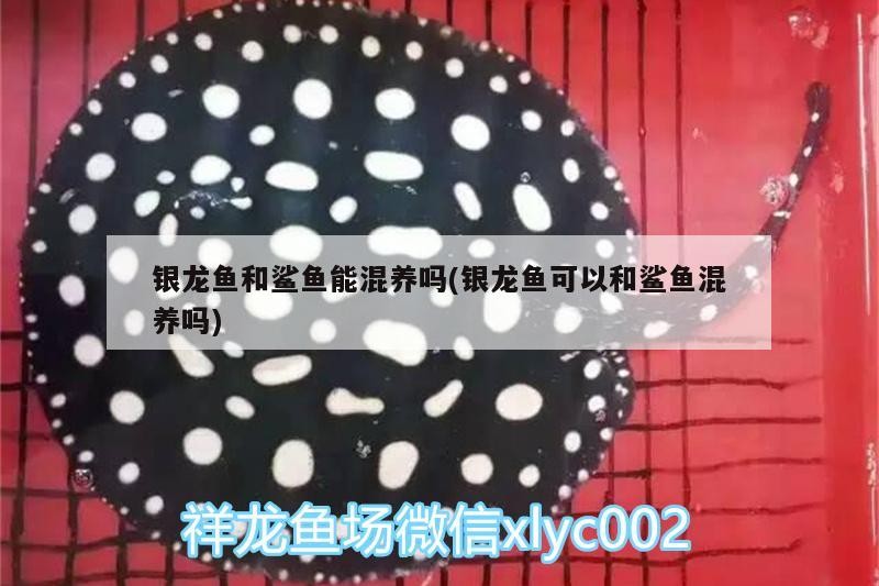 銀龍魚和鯊魚能混養嗎(銀龍魚可以和鯊魚混養嗎)龍魚與鯊魚混 銀龍魚和鯊魚能混養嗎(銀龍魚可以和鯊魚混養嗎)龍魚與鯊魚混 銀龍魚百科