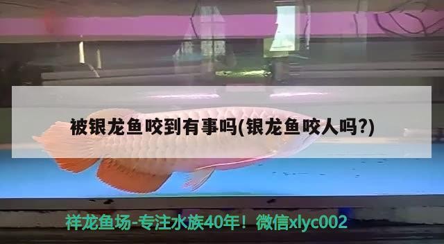 被銀龍魚咬到有事嗎(銀龍魚咬人嗎?)龍魚咬人現象解析，安全指南 被銀龍魚咬到有事嗎(銀龍魚咬人嗎?)龍魚咬人現象解析，安全指南 銀龍魚百科