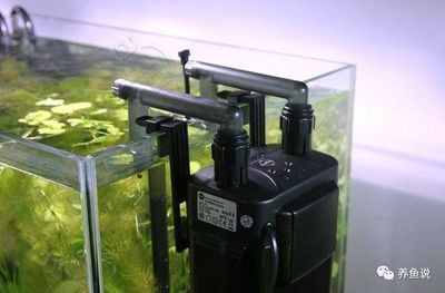 側濾魚缸過濾效果好嗎知乎，濾魚缸過濾效果顯著，知乎用戶深度 側濾魚缸過濾效果好嗎知乎，濾魚缸過濾效果顯著，知乎用戶深度 魚缸百科 第1張
