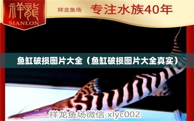 紅龍魚怎樣養才能更好的發色（紅龍魚怎樣養才能更好的發色呢）龍魚發色秘訣，掌握正確養護方法，讓紅色光彩 紅龍魚怎樣養才能更好的發色（紅龍魚怎樣養才能更好的發色呢）龍魚發色秘訣，掌握正確養護方法，讓紅色光彩 紅龍魚百科