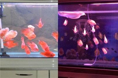 大魚缸養小魚群視頻：大魚視頻播放器，魚缸養小魚群，探索壯觀的水下