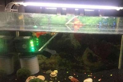 大魚缸養小魚群視頻：大魚視頻播放器，魚缸養小魚群，探索壯觀的水下