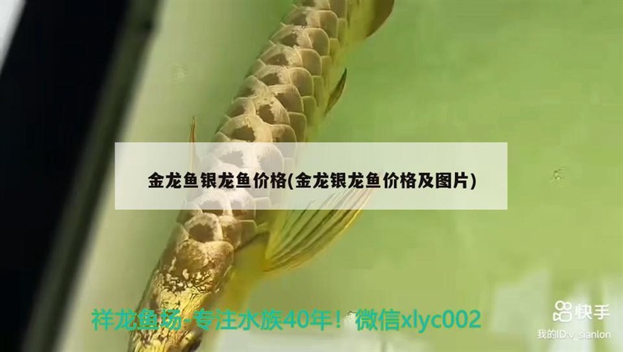金龍魚銀龍魚價格(金龍銀龍魚價格及圖片)龍魚與銀龍魚價格對比，高清圖片展示珍稀魚類