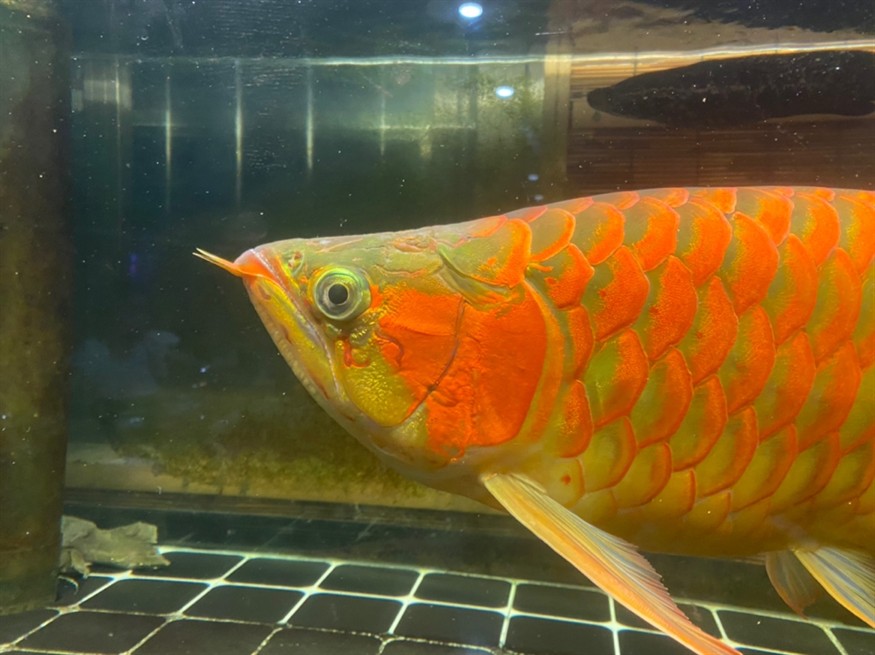 大神們，幫看看這條龍魚是公還是母，魚性別鑒定，專家揭秘如何辨別龍魚的公母特征