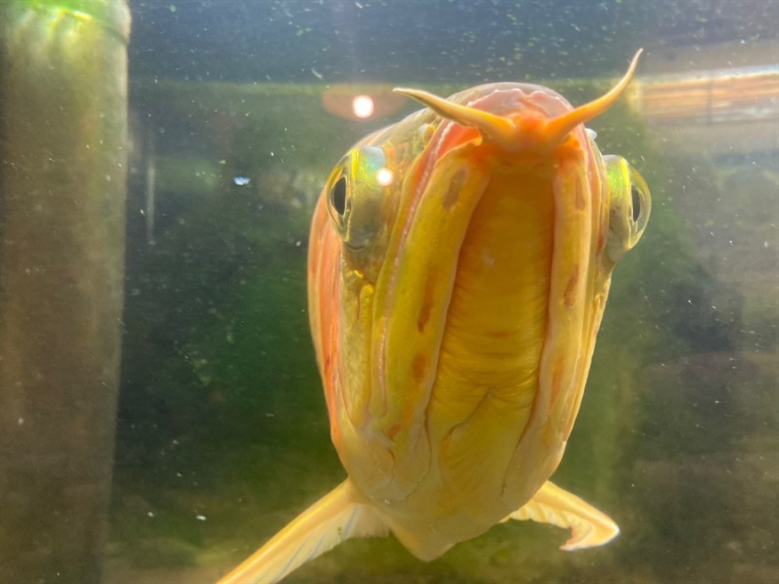 大神們，幫看看這條龍魚是公還是母，魚性別鑒定，專家揭秘如何辨別龍魚的公母特征 大神們，幫看看這條龍魚是公還是母，魚性別鑒定，專家揭秘如何辨別龍魚的公母特征 龍魚論壇 第4張