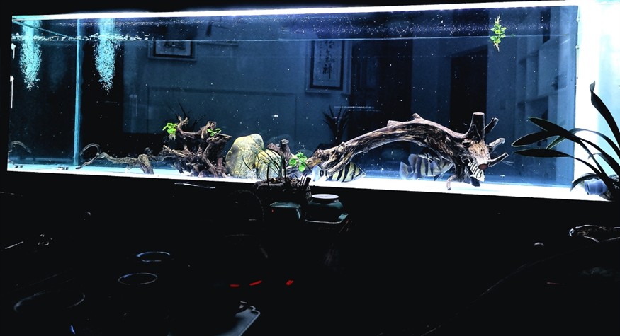 虎魚的世界，虎魚的神秘世界，色彩斑斕的