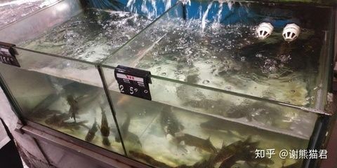 超市魚缸制作視頻:杭州鑫欣水族工程有限公司超市魚缸制作視頻上線,鑫欣水族工程有限公司推出超市魚缸制作 魚缸百科 第2張 超市魚缸制作視頻:杭州鑫欣水族工程有限公司超市魚缸制作視頻上線,鑫欣水族工程有限公司推出超市魚缸制作 超市魚缸制作視頻:杭州鑫欣水族工程有限公司超市魚缸制作視頻上線,鑫欣水族工程有限公司推出超市魚缸制作 魚缸百科 第2張