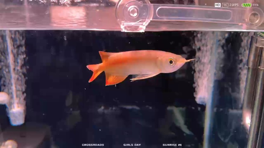 我的三只紅龍小崽子，感覺又要做新缸了，只紅龍小崽子的成長記，