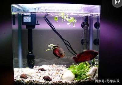 1米2的魚缸適合養什么魚：1.2米的魚缸可以養很多小型魚，也能養一些中型魚，2米魚缸養魚指南，適合小型與中型魚類的選擇