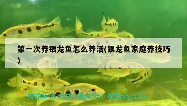 第一次養銀龍魚怎么養活(銀龍魚家庭養技巧)指南，如何成功養護銀龍魚，家庭養魚技巧全攻略