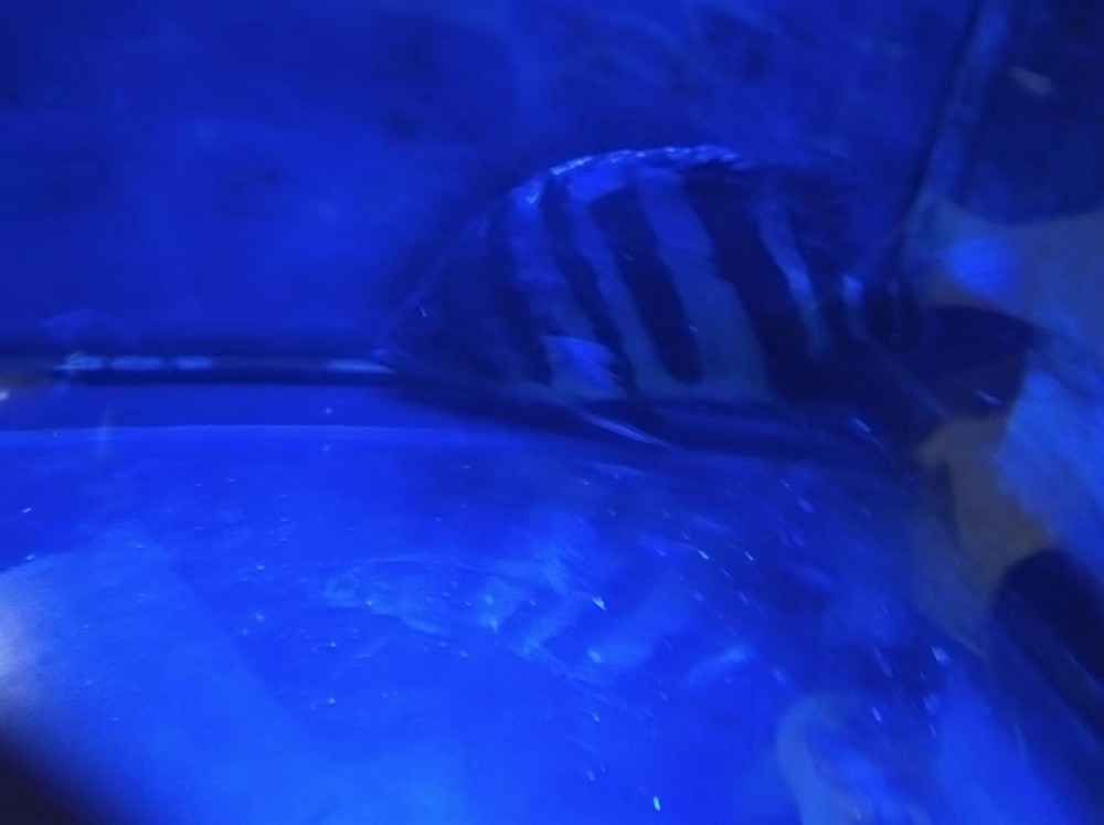這印尼虎魚還有救嗎？在缸里躺著有呼吸，虎魚生命垂危，缸中掙扎求生，呼吸成