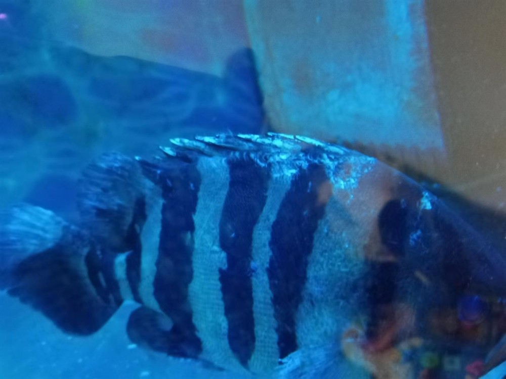 這印尼虎魚還有救嗎？在缸里躺著有呼吸，虎魚生命垂危，缸中掙扎求生，呼吸成