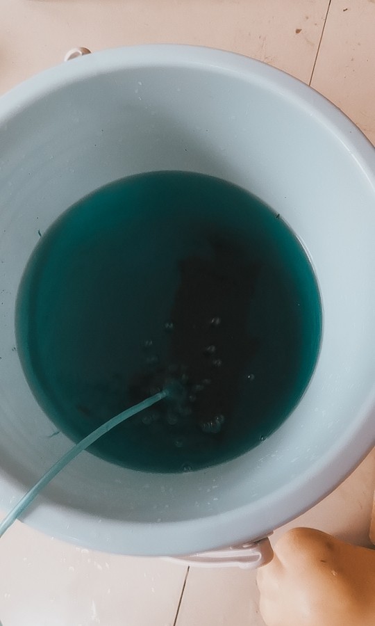 這印尼虎魚還有救嗎？在缸里躺著有呼吸，虎魚生命垂危，缸中掙扎求生，呼吸成