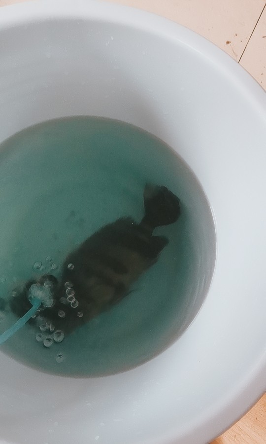 這印尼虎魚還有救嗎？在缸里躺著有呼吸，虎魚生命垂危，缸中掙扎求生，呼吸成