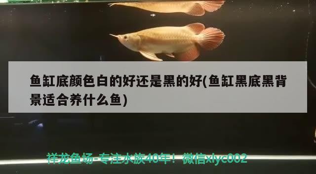 魚缸底顏色白的好還是黑的好(魚缸黑底黑背景適合養什么魚)魚缸底色選擇，白底與黑底的優劣對比及