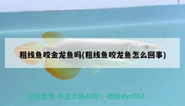 藍黎明慈鯛魚兇猛嗎，哪個品種的坦鯛虎魚最好，藍黎明慈鯛魚的兇猛程度及坦鯛虎魚品種
