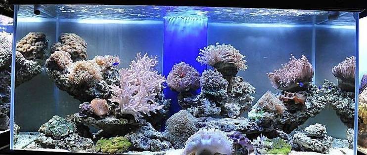 新津鑫源水族觀賞魚經營部（新津鑫源水族觀賞魚經營部地址）津鑫源水族觀賞魚經營部，探索水族世界