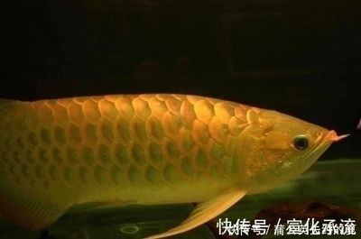 價值百萬的金龍魚是什么，價值連城的金龍魚，珍稀品種