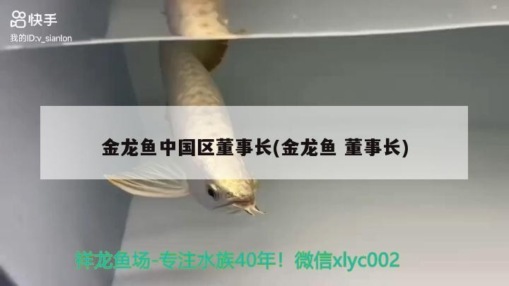 金龍魚中國區董事長(金龍魚董事長)龍魚中國區董事長，引領企業走向 金龍魚中國區董事長(金龍魚董事長)龍魚中國區董事長，引領企業走向 銀龍魚百科