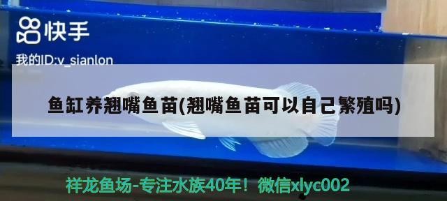 魚缸養翹嘴魚苗(翹嘴魚苗可以自己繁殖嗎)嘴魚苗繁殖與