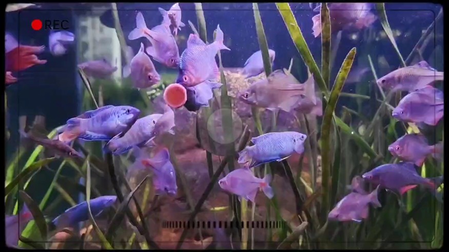 魚缸用增氧泵價格是多少:魚缸增氧機-xtrac增氧機-xtrac增氧機 周末魚快,垂釣樂趣,捕捉魚快的完美 龍魚論壇 周末魚快,垂釣樂趣,捕捉魚快的完美 周末魚快,垂釣樂趣,捕捉魚快的完美 龍魚論壇