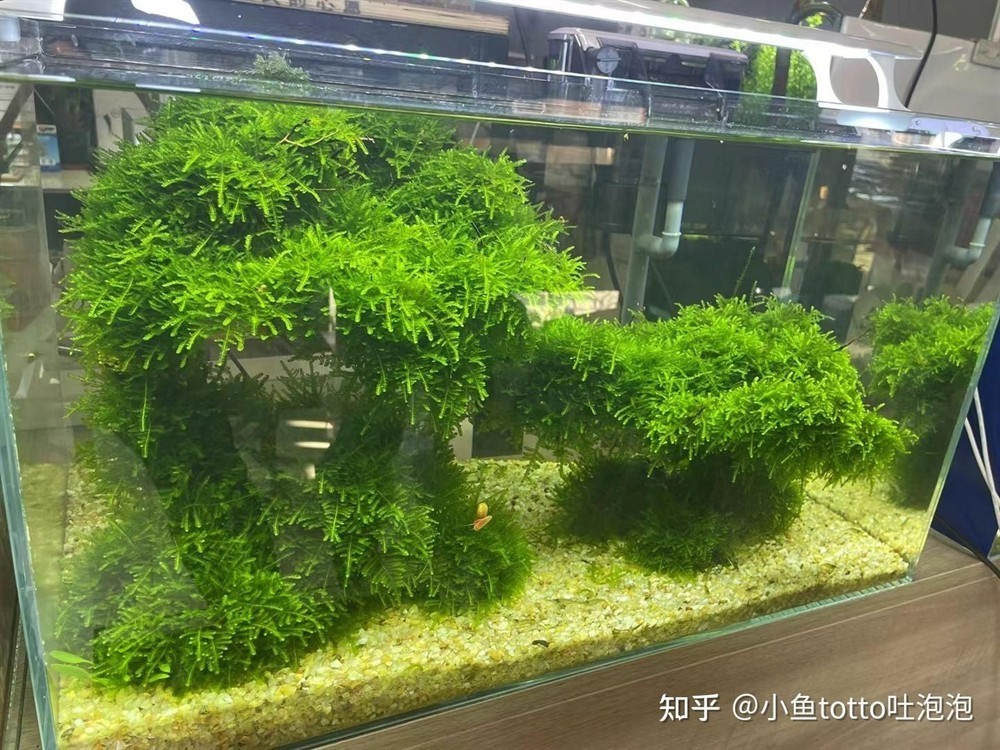 比較好養(yǎng)、好看的魚缸水草：皇冠草的養(yǎng)護方法，草水草的養(yǎng)護指南，輕松打造美觀又易養(yǎng)的