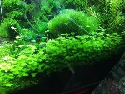 比較好養(yǎng)、好看的魚缸水草：皇冠草的養(yǎng)護方法，草水草的養(yǎng)護指南，輕松打造美觀又易養(yǎng)的