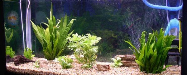 比較好養(yǎng)、好看的魚缸水草：皇冠草的養(yǎng)護方法，草水草的養(yǎng)護指南，輕松打造美觀又易養(yǎng)的