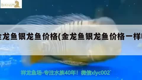 金龍魚銀龍魚價(jià)格(金龍魚銀龍魚價(jià)格一樣嗎)龍魚與銀龍魚價(jià)格對(duì)比，