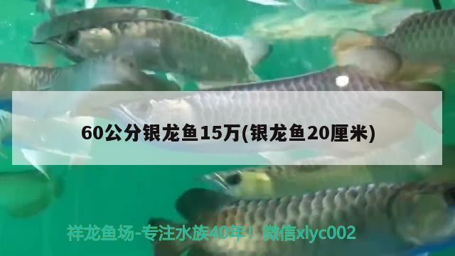 60公分銀龍魚15萬(銀龍魚20厘米)銀龍魚拍賣，20厘米大尺寸，售價高達1